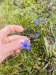 Gentianella rapunculoides