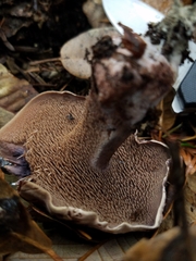 Hydnellum fuscoindicum