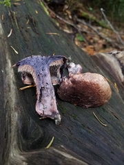 Hydnellum fuscoindicum