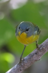 Setophaga pitiayumi graysoni