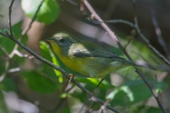 Setophaga pitiayumi graysoni