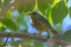 Setophaga pitiayumi graysoni