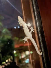 Lepidodactylus lugubris