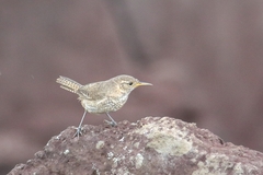 Troglodytes sissonii