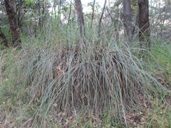 Muhlenbergia robusta