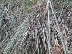 Muhlenbergia robusta