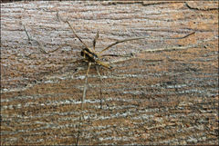 Megalopsalis serritarsus