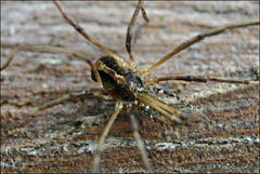 Megalopsalis serritarsus