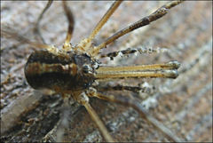Megalopsalis serritarsus