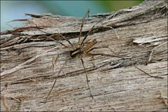 Megalopsalis serritarsus