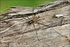 Megalopsalis serritarsus