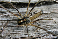 Megalopsalis serritarsus