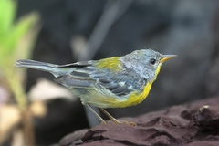 Setophaga pitiayumi graysoni