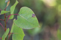 Stigmella populetorum