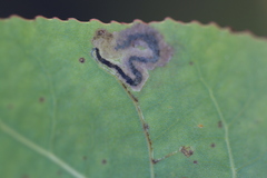 Stigmella populetorum