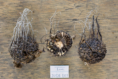 Xylaria guazumae