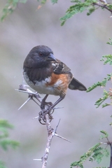 Pipilo maculatus socorroensis