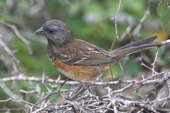 Pipilo maculatus socorroensis