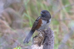 Pipilo maculatus socorroensis