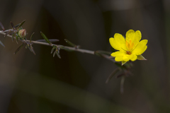Hibbertia surcularis