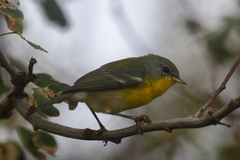 Setophaga pitiayumi graysoni