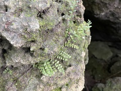 Asplenium dentatum