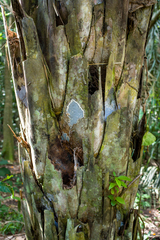 Grammothele boliviana