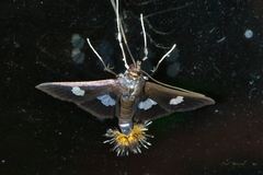 Diaphania exclusalis