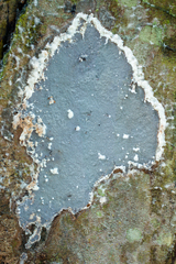 Grammothele boliviana