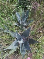 Agave asperrima