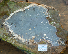 Grammothele boliviana