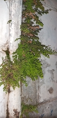 Adiantum capillus-veneris