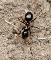 Prolasius