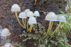 Mycena subviscosa
