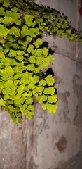 Adiantum capillus-veneris