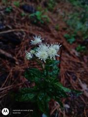 Archibaccharis auriculata