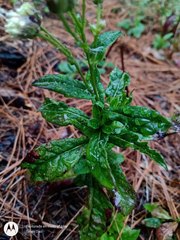 Archibaccharis auriculata
