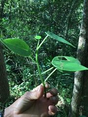 Peperomia lanceolatopeltata