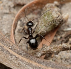 Prolasius