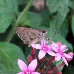 Callimormus saturnus