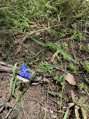 Commelina lanceolata