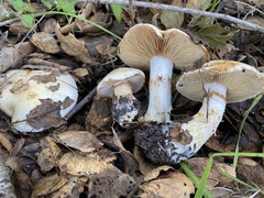 Cortinarius albofragrans