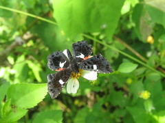 Calydna sturnula