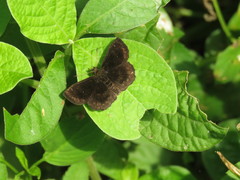 Staphylus ascalaphus