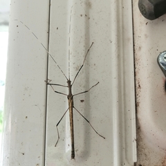 Pseudophasma blanchardi