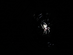 Parawixia audax