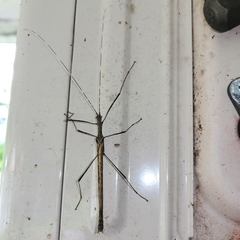 Pseudophasma blanchardi