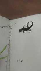 Gekko gecko