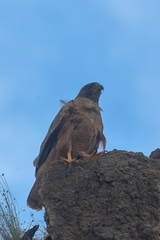 Buteo jamaicensis socorroensis