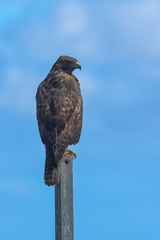 Buteo jamaicensis socorroensis
